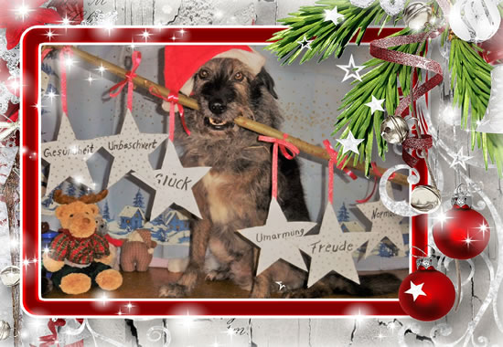 Weihnachtshund Mitch